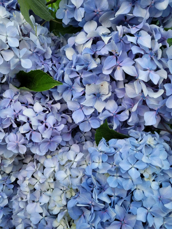 some very pretty blue flowers with leaves on them