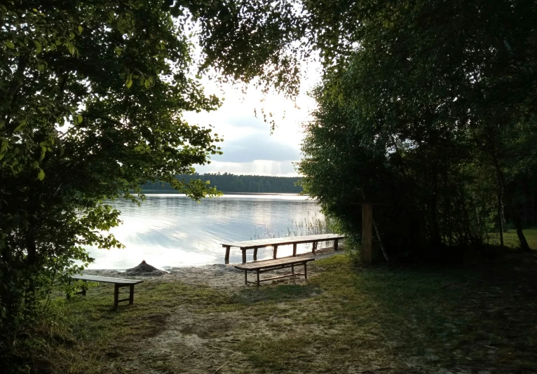 bench under a tree next to the lake