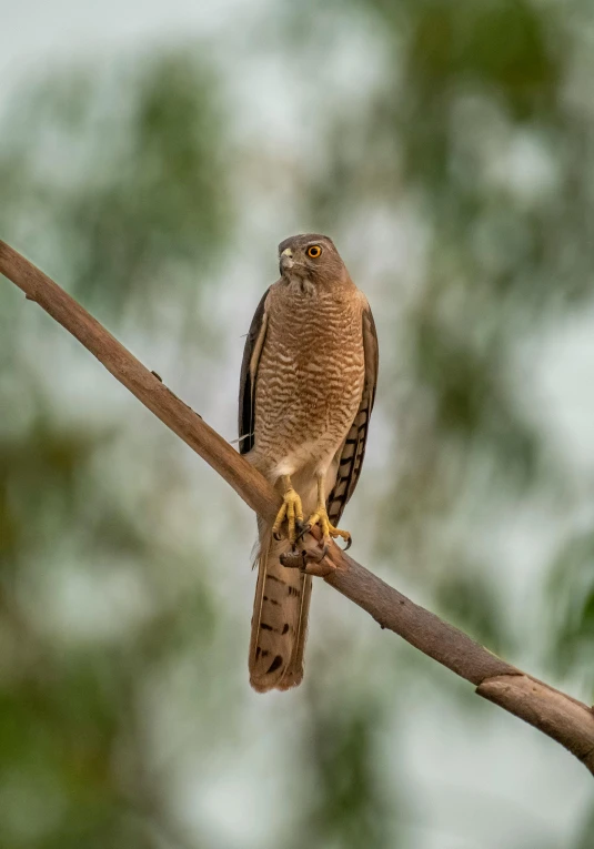 a bird is sitting on top of a nch