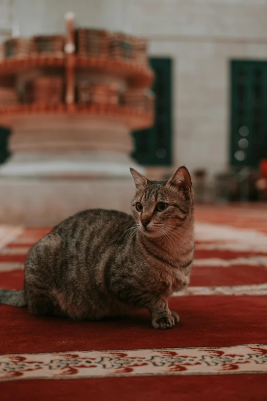 small grey and brown cat sitting on red area rug in an oriental space