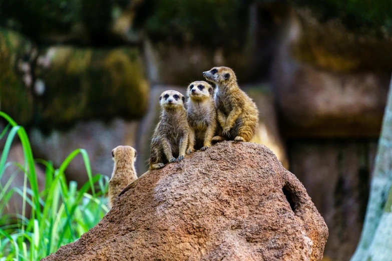 three small meerkats standing on a rock