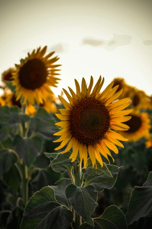 several sunflowers in field with very low sun