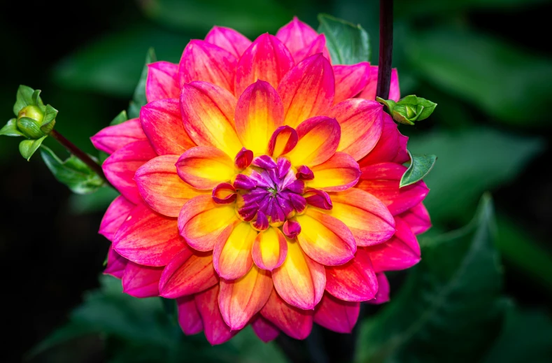 the large flower with bright red center is growing