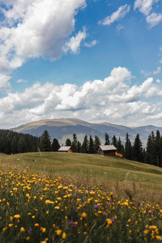 there is a field with yellow flowers in it