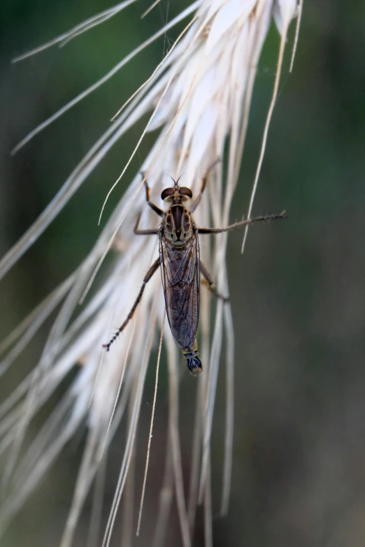 the bug is sitting on top of the thin stem