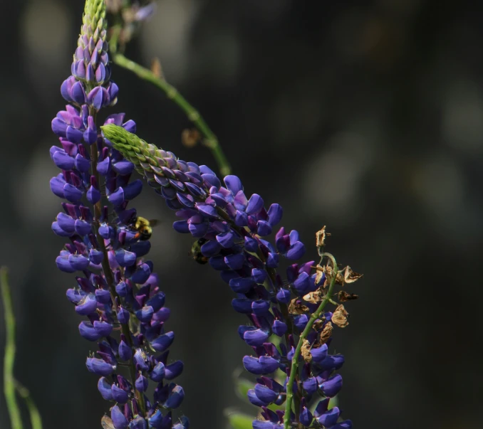 close up of purple flowers in a field