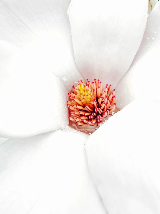 this is a close up of a white flower with red and yellow stamens