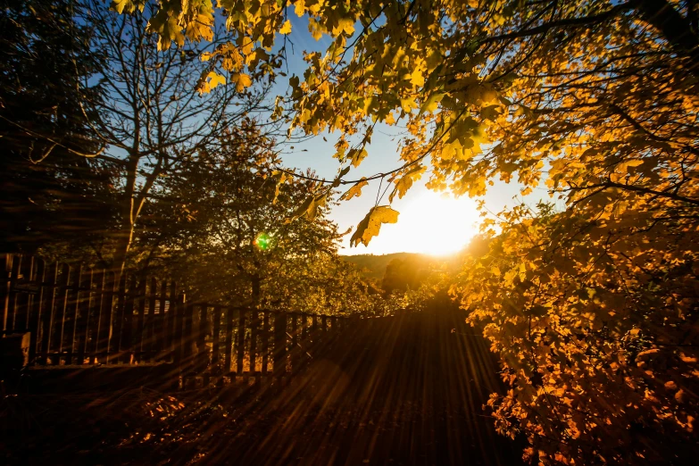 the sun setting through trees with shadows on them