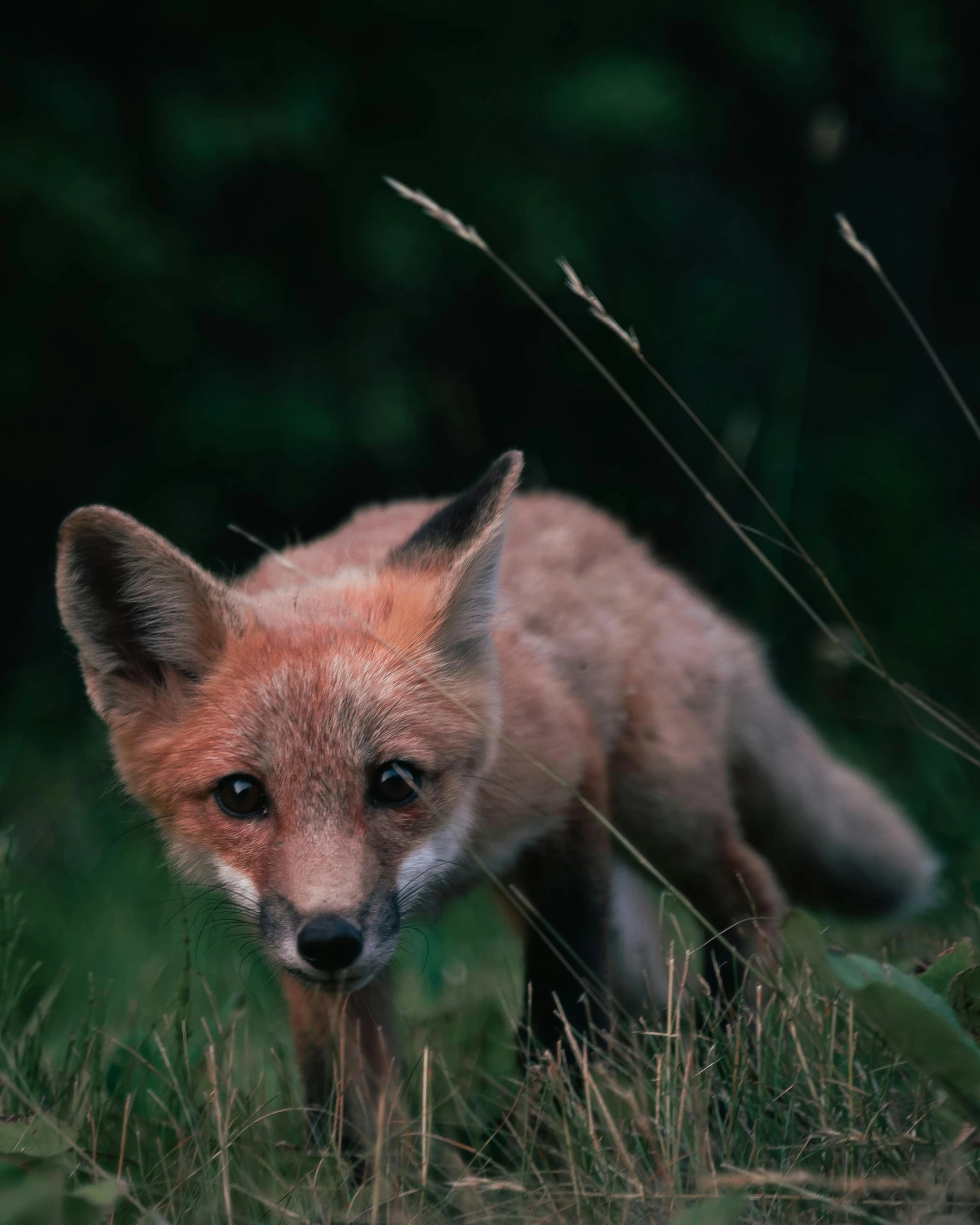 a small fox walking through some grass