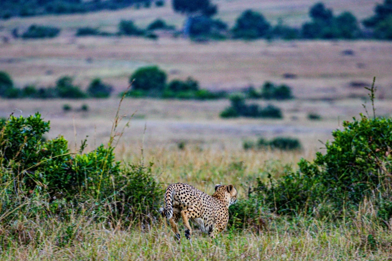 an animal standing in the middle of a field