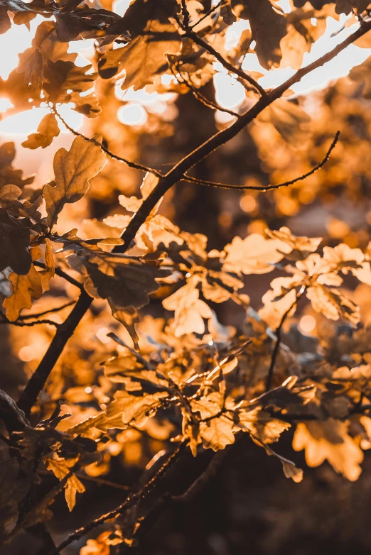 yellow leaves are coming from the tree nch