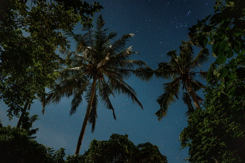 a nighttime scene with a full moon, palm trees and a bus stop sign