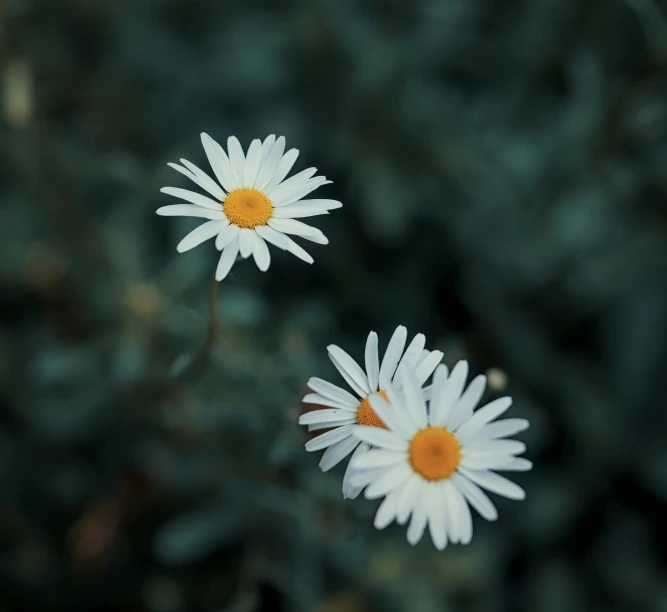 daisies on top of each other in the middle of a field