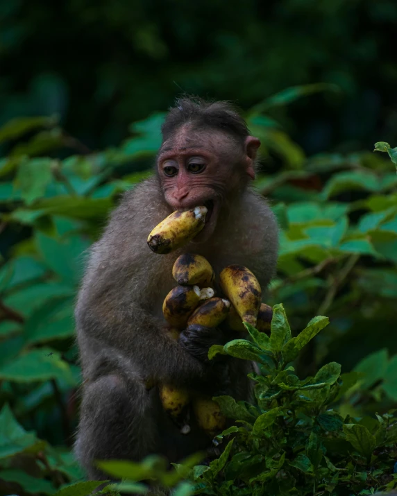 a monkey is sitting and holding onto several bananas