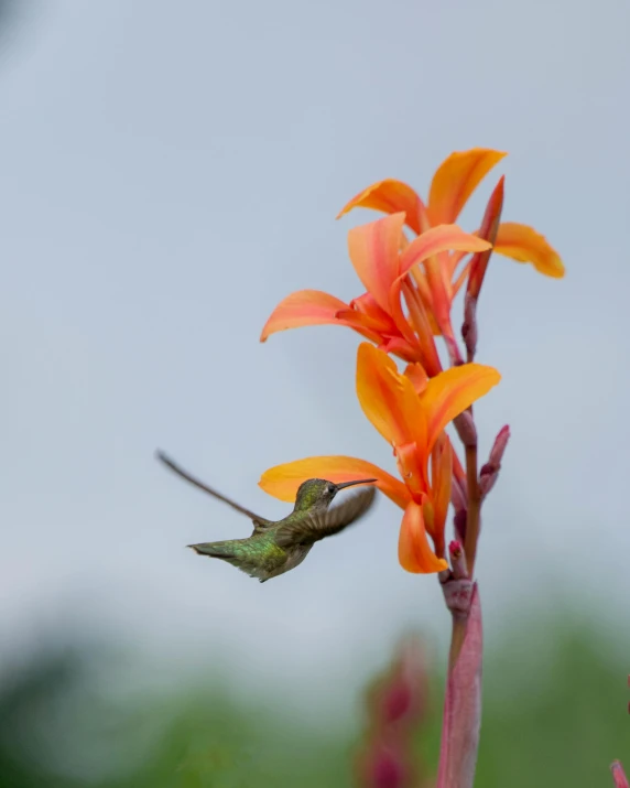 a hummingbird hovers close to a flower