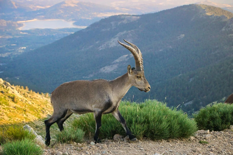 a large mountain goat standing on top of a hill