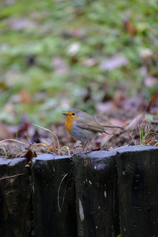 the bird is sitting on top of the fence post