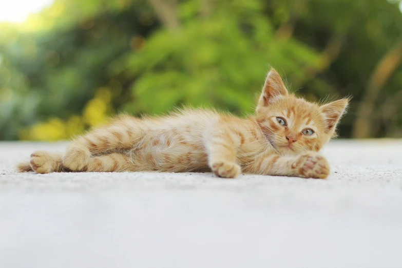 a kitten that is laying down on the ground