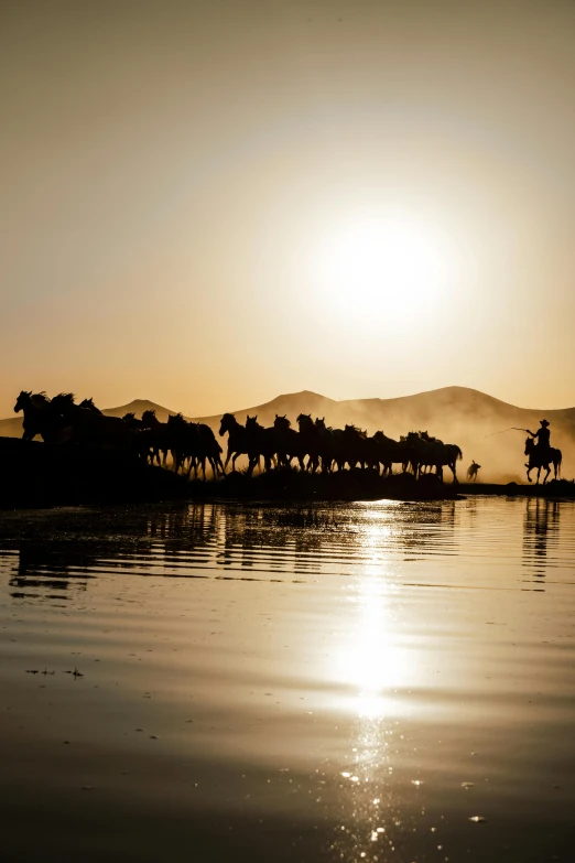 a bunch of horses that are grazing in the water