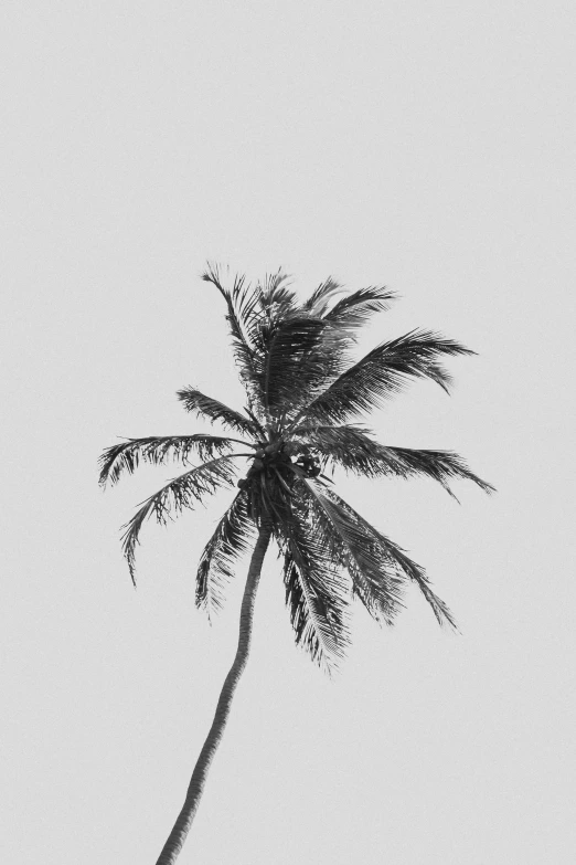 a tall palm tree in front of a cloudless sky