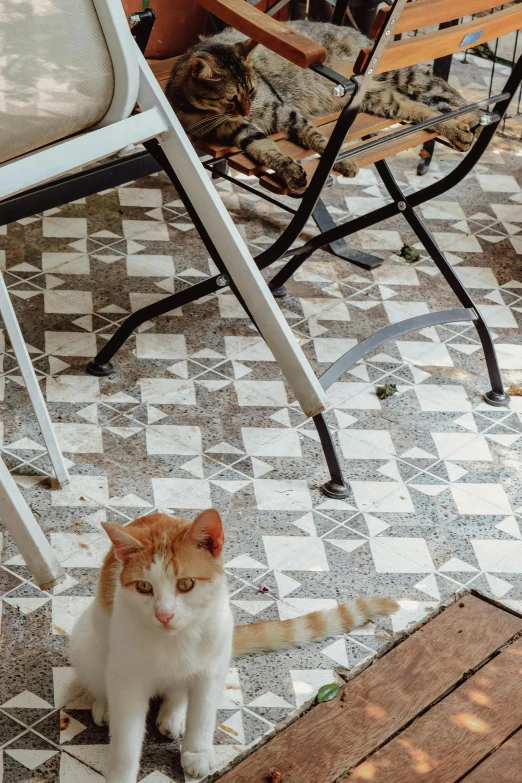 cat sitting on the tile on the ground