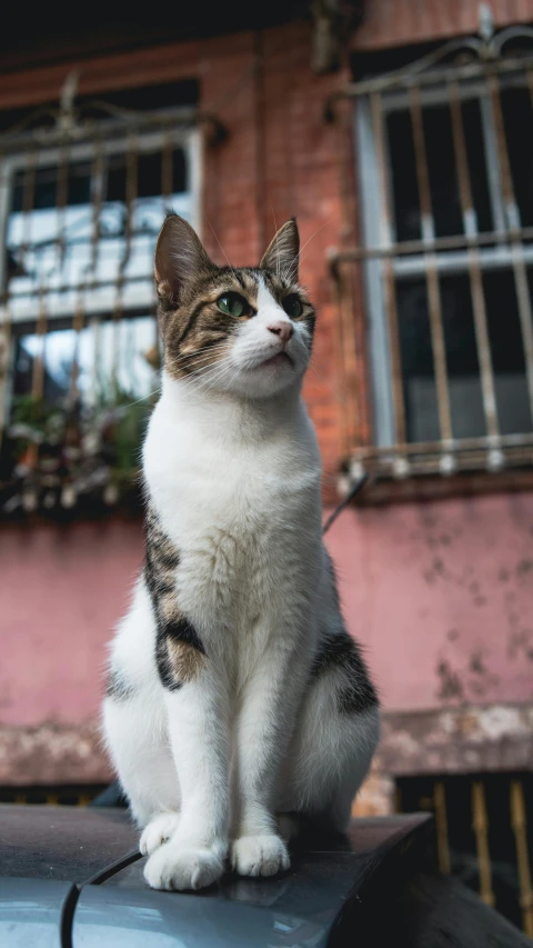 a cat sitting on top of a car parked in front of a building