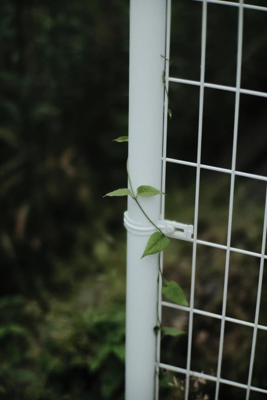 a small vine is growing through the side of a fence