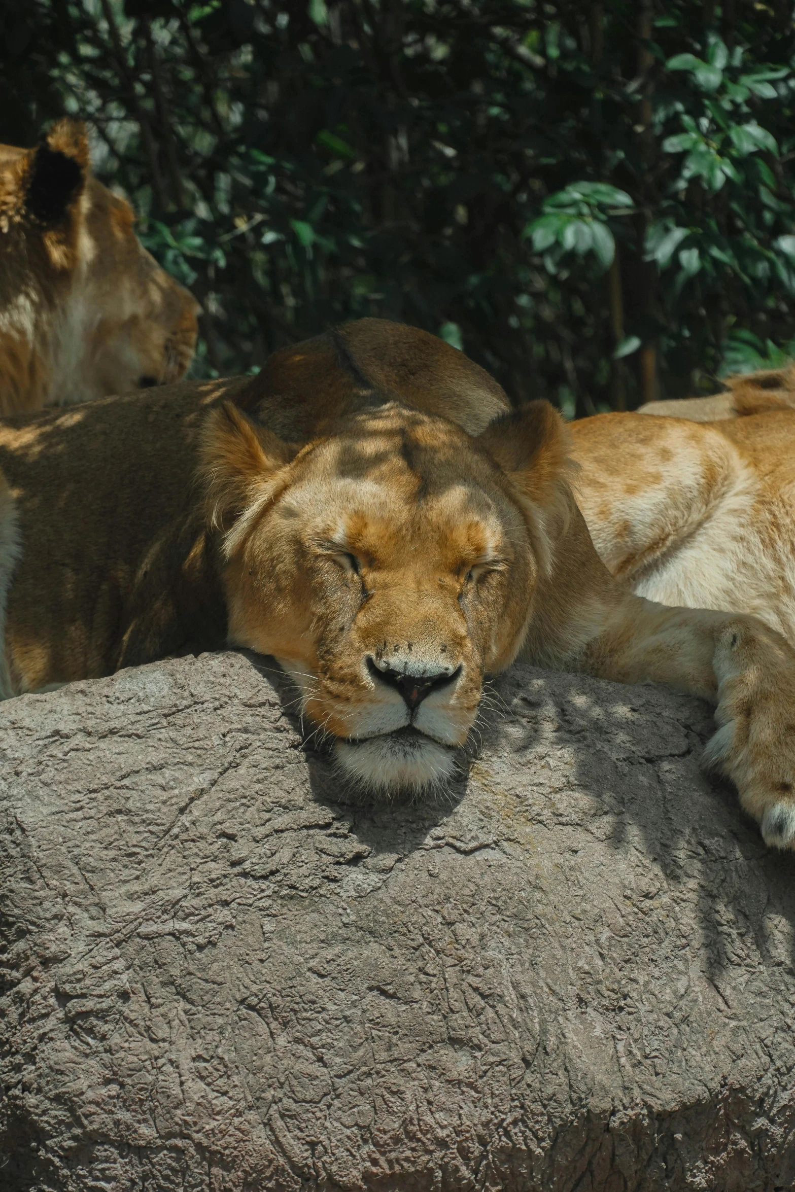 two big cats lying on rocks next to each other
