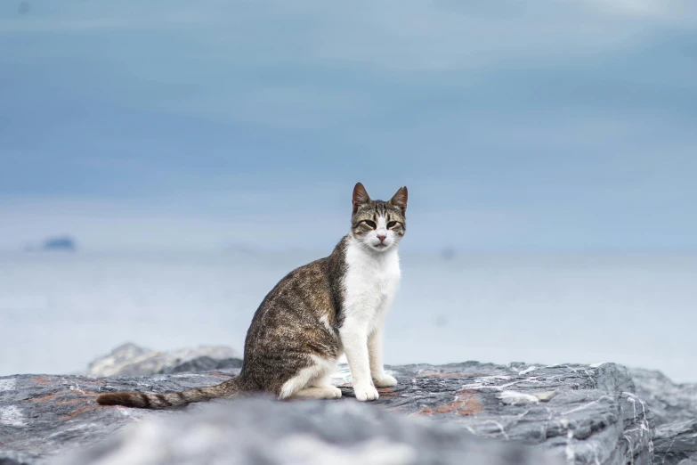a cat is sitting on rocks looking straight ahead
