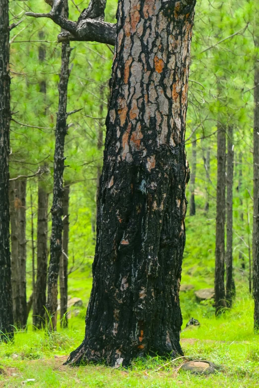 a tree that has been split by another tree