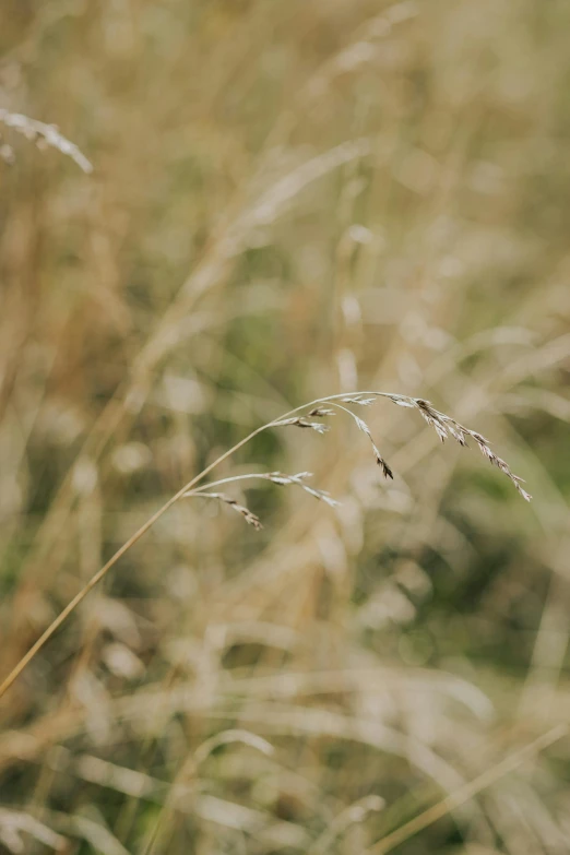 a blurry po of grass on a sunny day