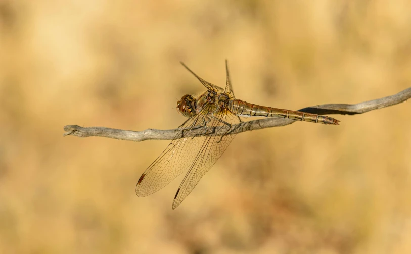 a couple of large flies sitting on top of a small nch