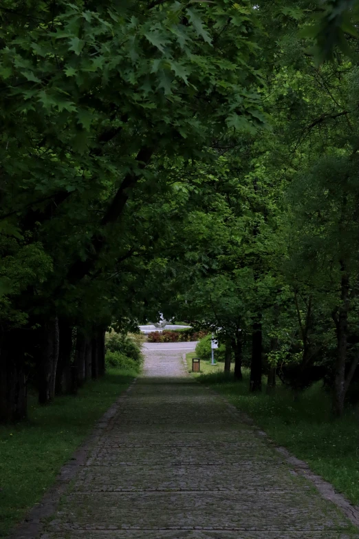 a road in the forest with a brick walkway between it