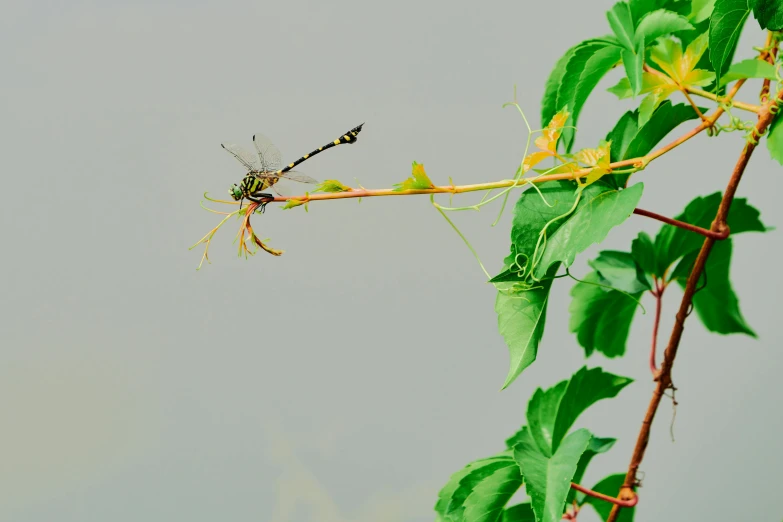 a bug that is on top of a plant