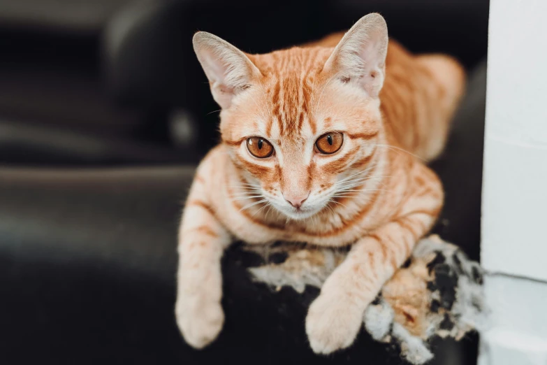 a brown and black striped cat sitting on the back of a black chair