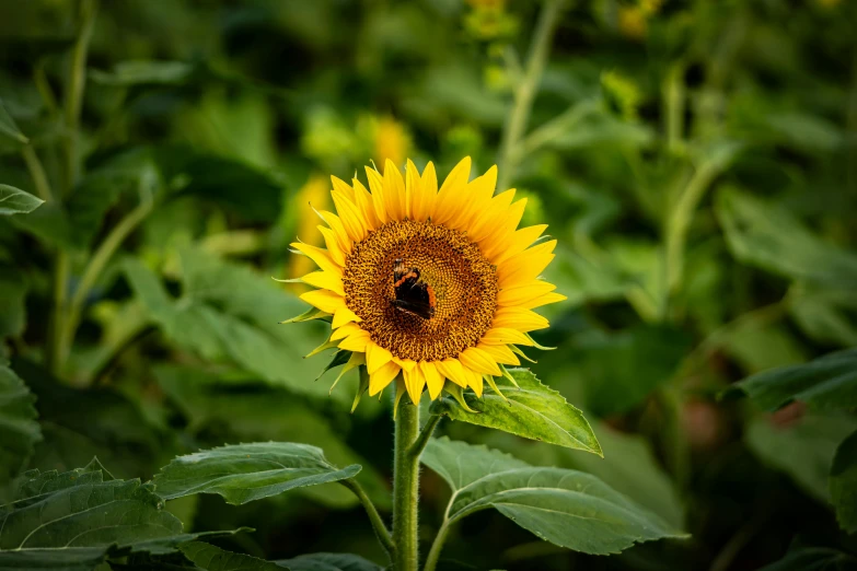 there is a bee on a big sunflower