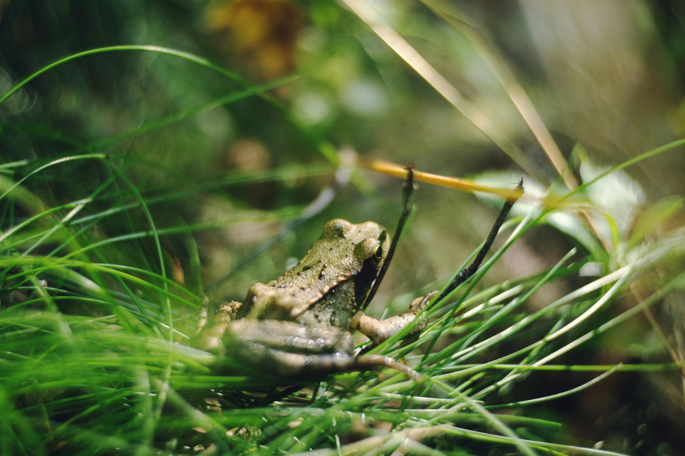 a frog that is sitting on the green grass