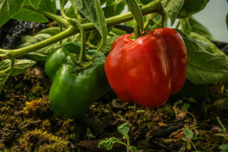 a green and red pepper siting together in the middle of plants