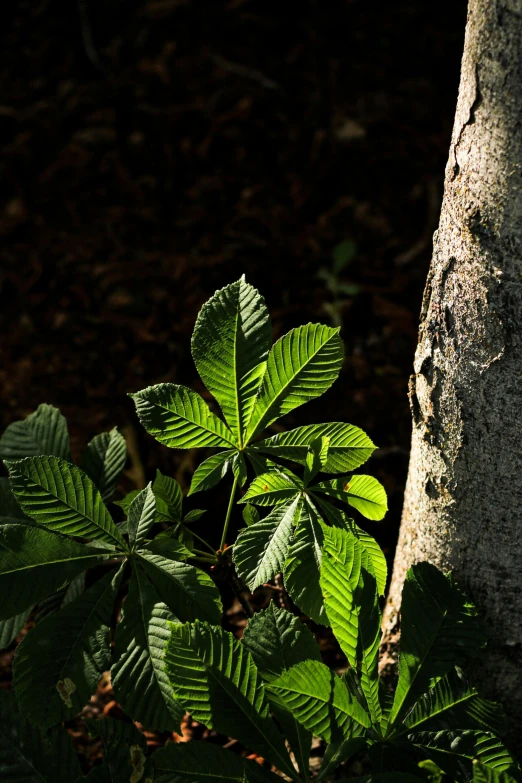 a close up of a tree with leaves in the sun