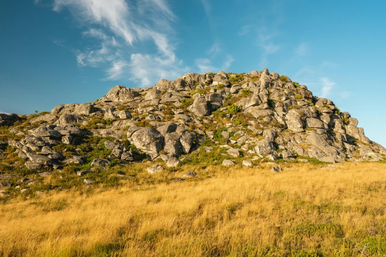 an animal on top of a hill next to yellow grass