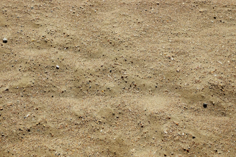 an animal standing on top of a sandy beach