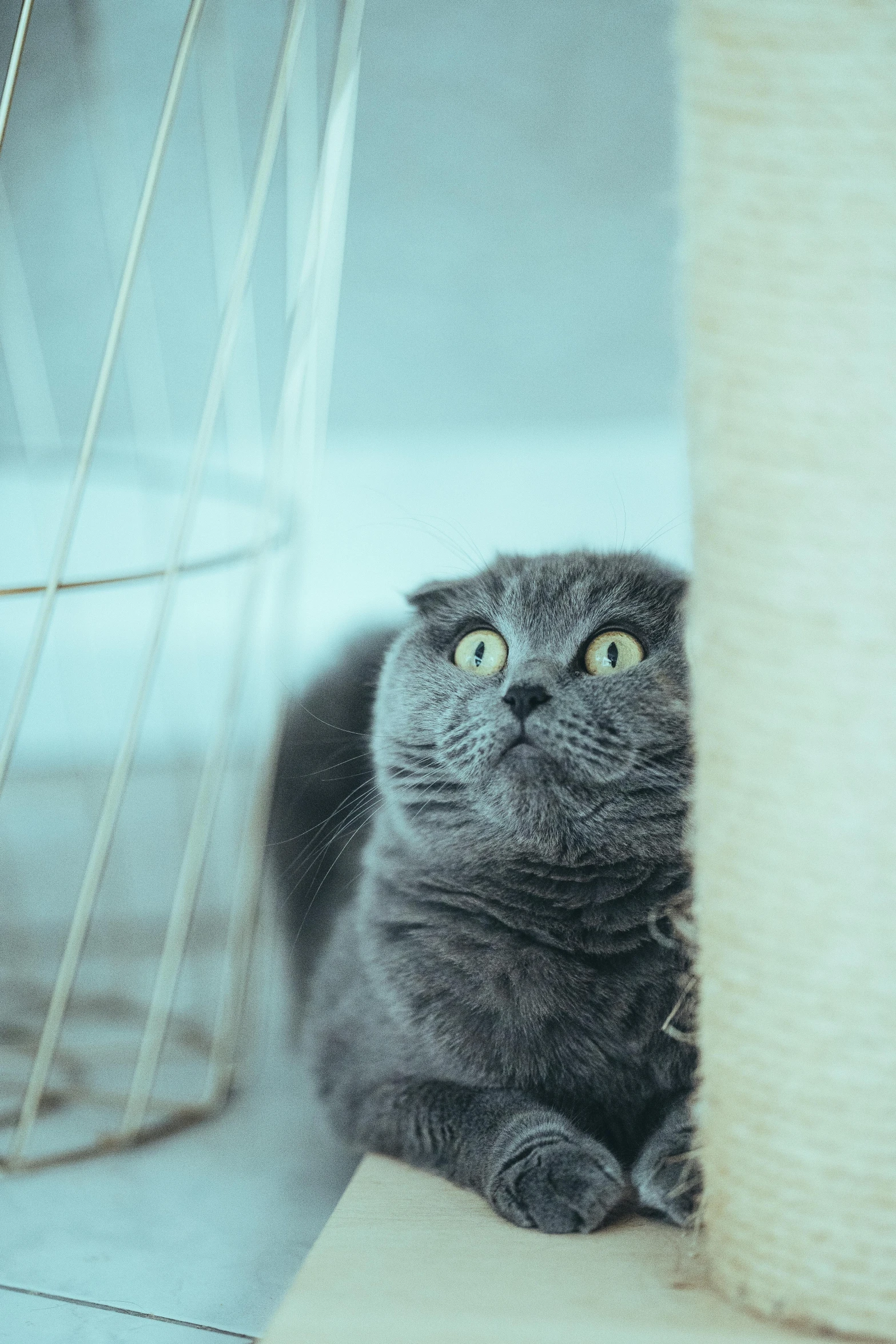 a blue - eyed cat rests in front of the wall