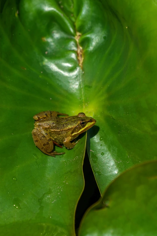 a frog is sitting on the edge of a plant