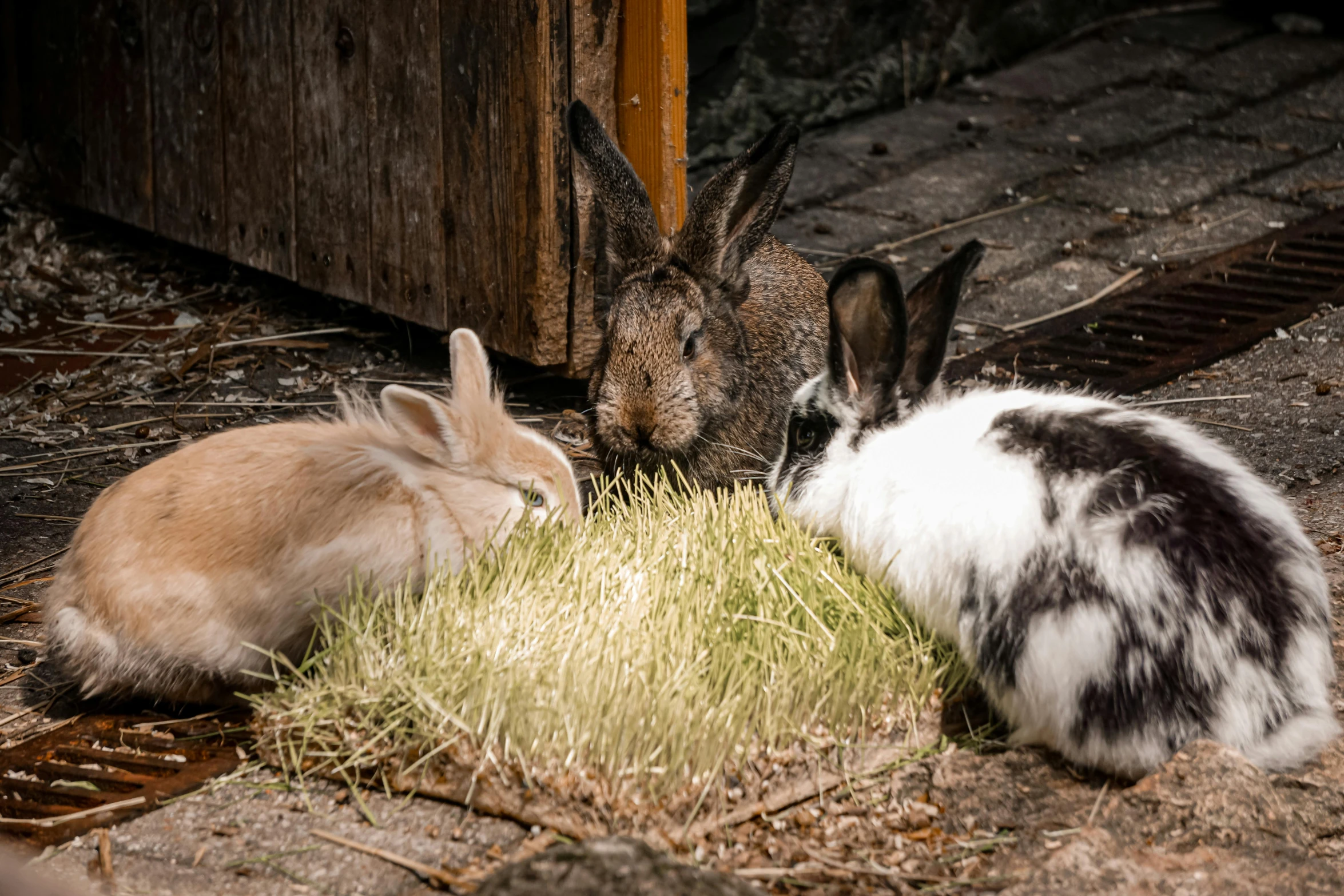 three rabbits sitting next to each other near a wooden fence