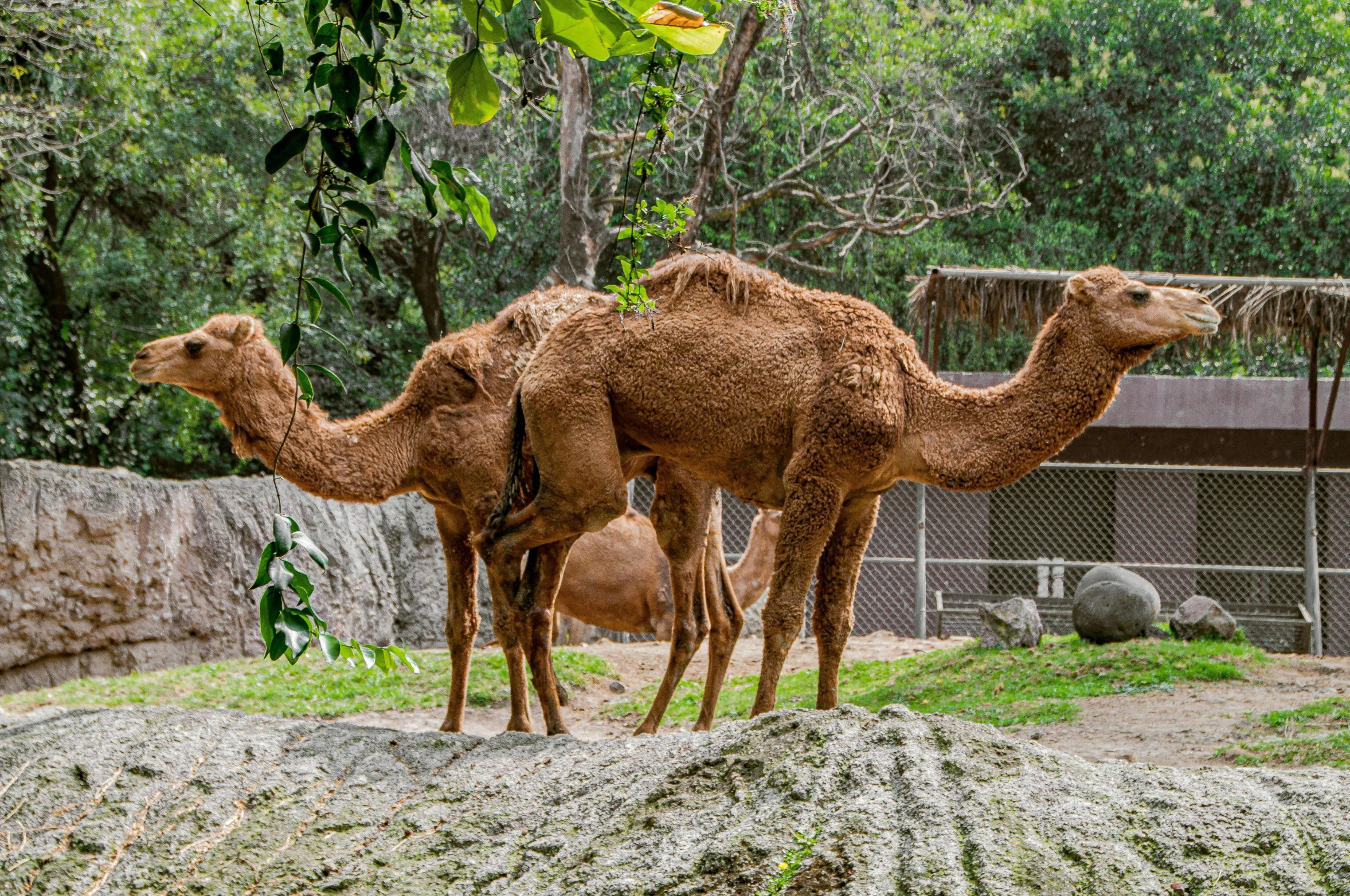 two small camels standing near each other at the zoo