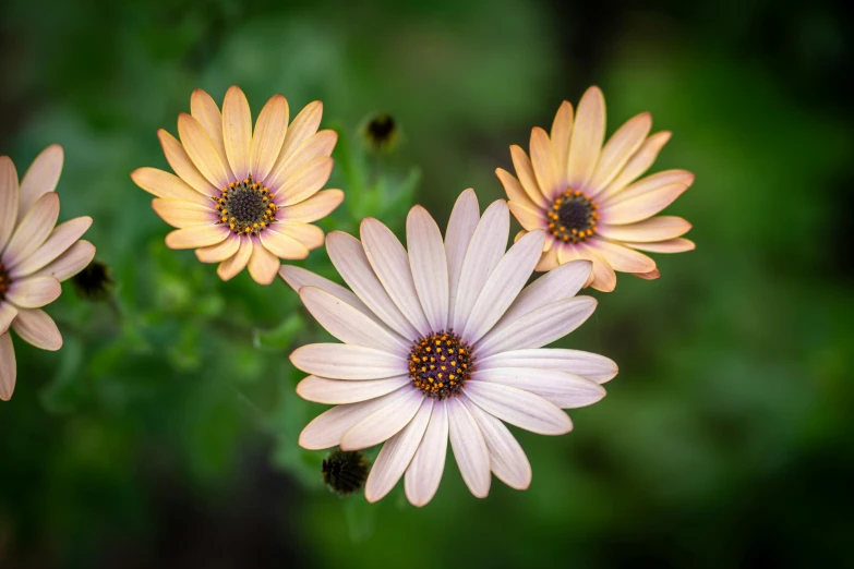 two pink and yellow flowers with green leaves