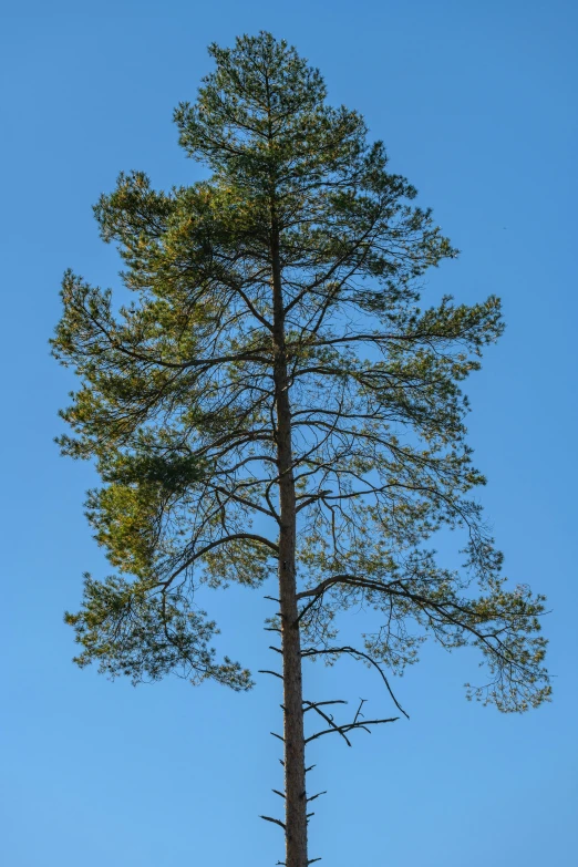 a tree stands alone on top of a hill