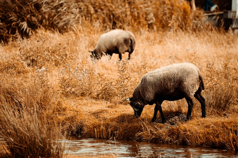 sheep eating grass in a grassy area next to a body of water