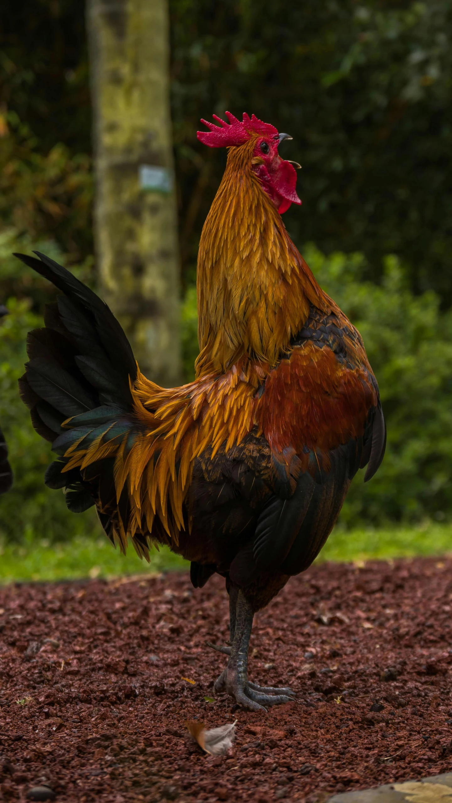 a colorful rooster walks on red dirt near the forest