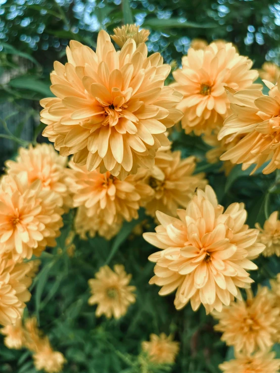 orange flowers growing on a tree nch outside